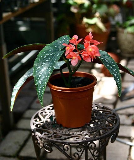B. ‘Aratama’